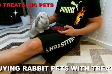 Buying pets from my rabbit with treats