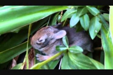 Baby Rabbit
