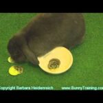 Amazing Rabbit Training Examples