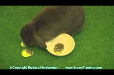 Amazing Rabbit Training Examples
