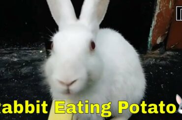 Rabbit Eating Potato ASMR | Does Rabbit Like Potato ?Cute Bunny Eating Potato | Buchi the Bunny