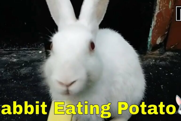 Rabbit Eating Potato ASMR | Does Rabbit Like Potato ?Cute Bunny Eating Potato | Buchi the Bunny