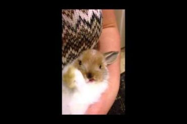 Baby Rabbit Sticks Out Tongue