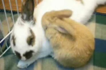 Baby bunny grooms his momma