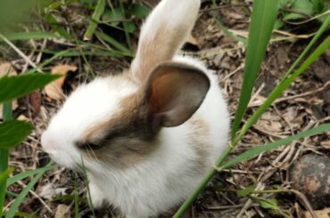 Cute Baby rabbit