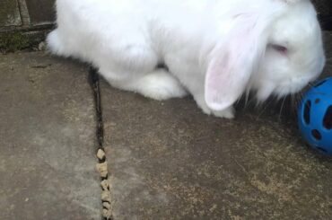 Cute bunny playing with a ball.