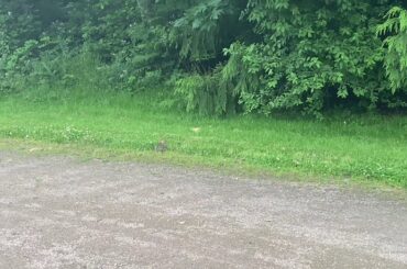 Cute Baby Rabbit in Evergreen