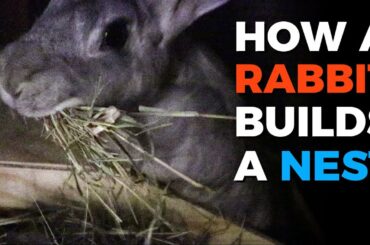 How A Rabbit Builds a Nest