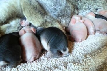 Cute and Funny Baby Bunnies 🐰(Flemish Giant) 可愛い赤ちゃんウサギ