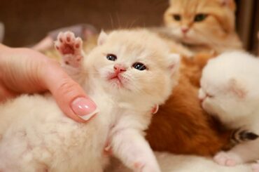 Day 18 | Fluffy cotton candy | Sweet kittens