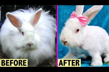 HOMELESS ANGORA BUNNY GETS A MAKEOVER! | AMAZING TRANSFORMATION 🌟💞