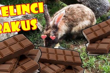 KELINCI suka makan cokelat ? || EXPERIMENT WelvaartFamily #2
