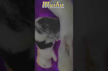 Baby bunnies🐰🐇 STORM MUSHU RACOON 👶