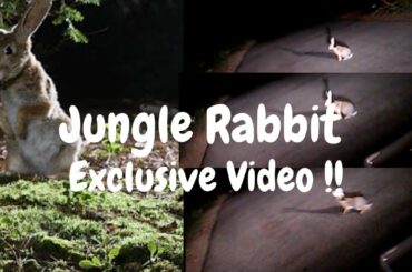 #Junglerabbit | Forest Rabbit 🐇 | cute bunny 🐰 | mid night shot | Kannada Vlogs | Samarajay Vlogs