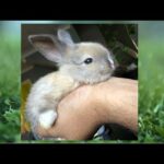 Bun & Me - My little Mini Lop Bunny 🐰 First Day @ Home - Cute Perfect Pet - Cute Bunny Video 🐰