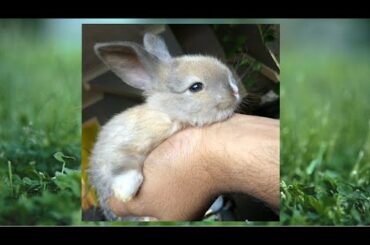 Bun & Me - My little Mini Lop Bunny 🐰 First Day @ Home - Cute Perfect Pet - Cute Bunny Video 🐰