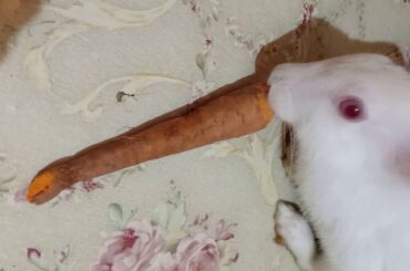 Rabbit eating vegetables and fruits / animals funny bunny cute video/ animals cute video