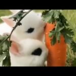 Cute rabbit compilation