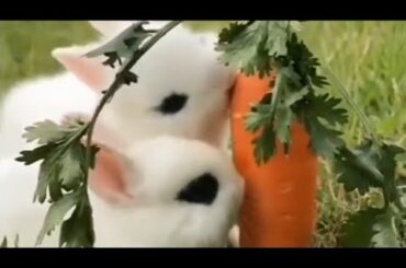 Cute rabbit compilation