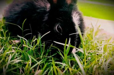 Cute Rabbit 🐇❣️ status