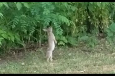 Baby Bunny Reaches for Leaves