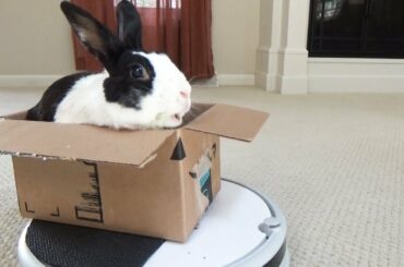 Rabbit riding on vacuum cleaner!