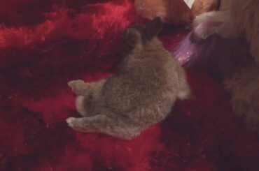 Disabled baby rabbit. We called her Whisper.