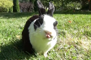 How to help a sneezing rabbit!