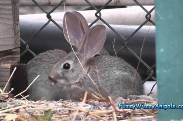 Baby Wild Rabbit Twins