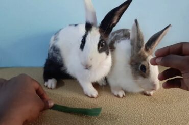 Feeding my cute bunny rabbit when it is stomach full | rabbitry |