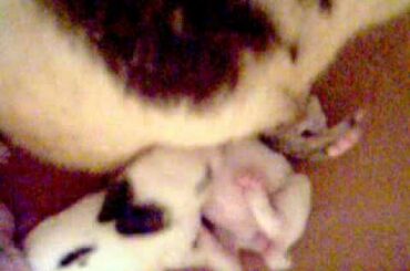 rabbit mother feed their baby 2  www.extremebeautysupply.com