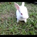 Cute rabbit eating grass