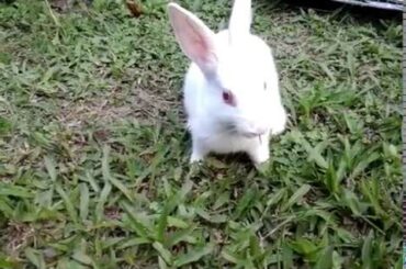 Cute rabbit eating grass