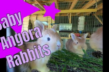 German hybrid baby angora rabbits