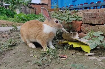 Rabbit feeding video |  Indian Forest Rabbit | Rabbit HD VIDEO