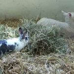 Baby Sheep and Bunny Rabbit at Petting Farm