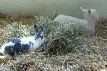 Baby Sheep and Bunny Rabbit at Petting Farm