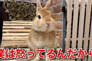 【可愛いうさぎ / Cute Rabbit】可愛いうさぎさんでも、怒ると噛む時があります(^_^;)  ネザーランドドワーフ / ドラちゃん#8