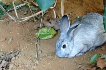 cute bunny rabbit  eating chayote vine,