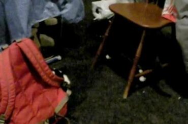 Baby Rabbit Meets Cat