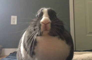 Cute Bunny Doing Weird Noises With Her Mouth