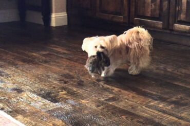 My Dog adopted a baby rabbit!! Don't worry she won't kill the baby!!