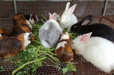 Rabbit - Cute Rabbits Eating Vegetables - Cute Rabbits Compilation 2020 - Aww Animals