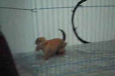 Maruko Holland Lop baby bunny - Happy in her playpen!