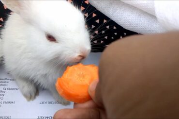 Baby Bunny Eating Carrot Snow Flakes