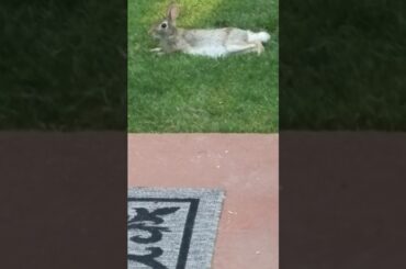 Super Cute bunny not afraid of people!