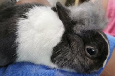 Tokki Club Cute Rabbit Video #24 - Why Do Rabbit Shed