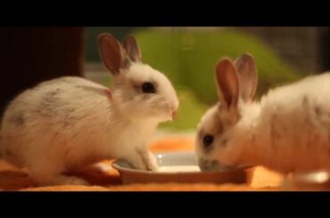Baby Bunny Rescue - Kingston Animal Rescue - June 2012