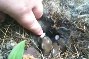 Baby bunnies found in garden