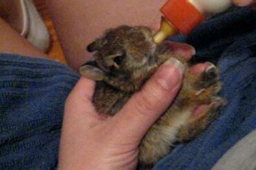 Baby Bunny "E"  Bottle-feeding